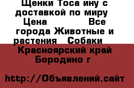 Щенки Тоса-ину с доставкой по миру › Цена ­ 68 000 - Все города Животные и растения » Собаки   . Красноярский край,Бородино г.